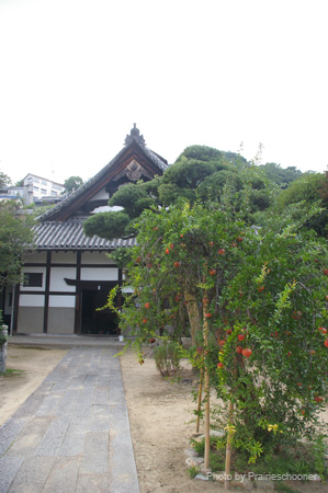 IMGP1720