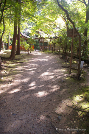 IMGP1921
