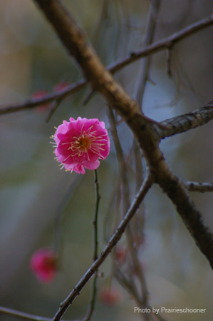 IMGP2367